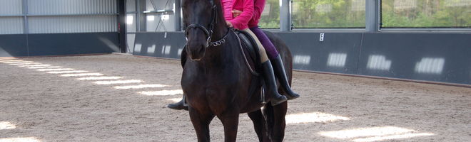 rijles manege fries